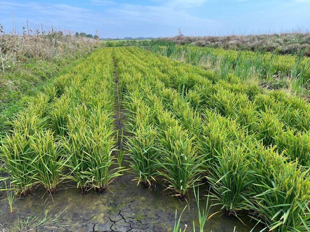 Rijstveld